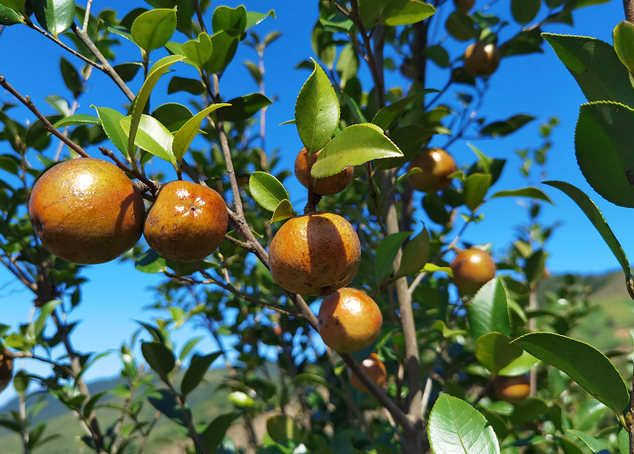 投資建設茶油廠(chǎng)認準企鵝糧油機械，生產(chǎn)高質(zhì)量茶籽油推動(dòng)產(chǎn)業(yè)發(fā)展
